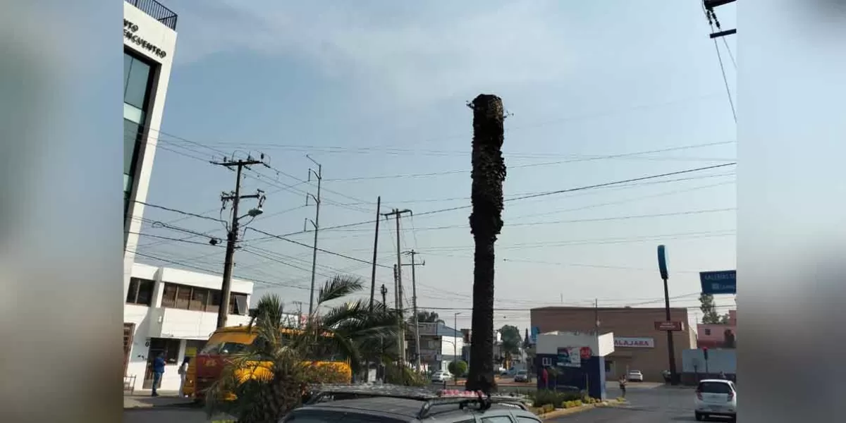 Ayuntamiento podará árboles en la colonia La Paz
