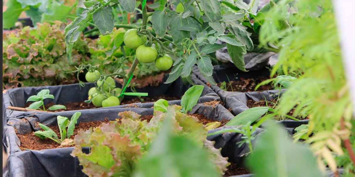 Ayuntamiento de Puebla invita a vivir un verano agroecológico