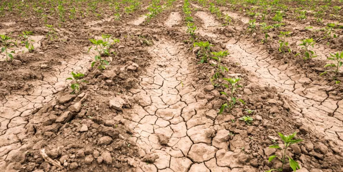 Más del 70% de México prevalece la sequía
