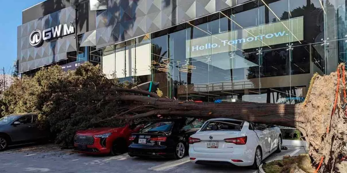Intensas ráfagas de viento dejan árboles, ramas y palmeras caídas en Puebla capital