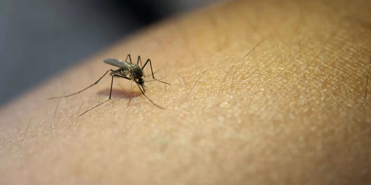 Acteopan concentra el mayor número de contagios de Dengue