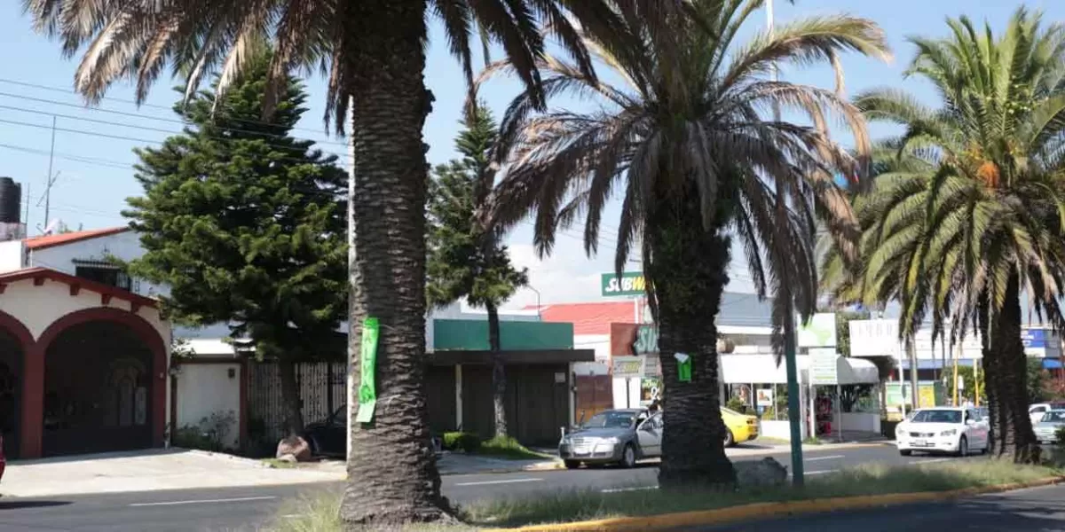 Ayuntamiento tala palmeras frente al CENHCH