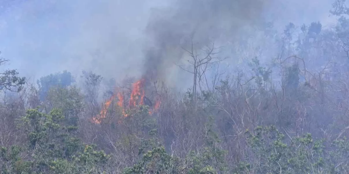 Reportan 274 incendios forestales en Puebla sólo este año