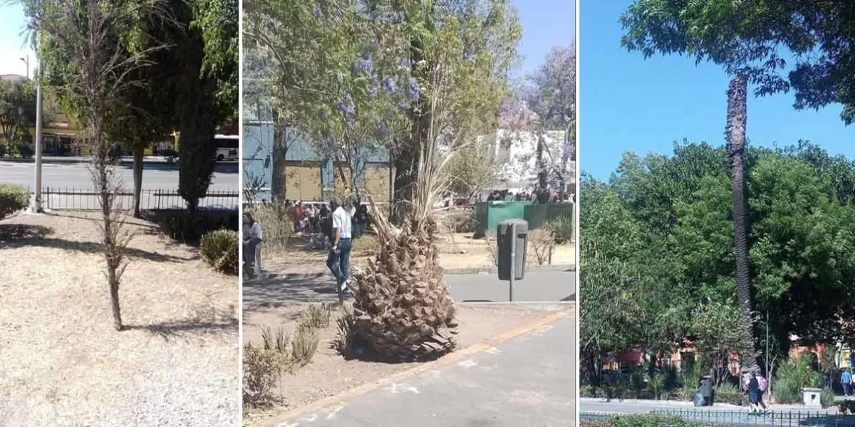 Retiran plantaciones en el Jardín Paseo de San Francisco