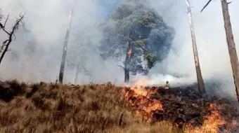 En 5 meses Puebla perdió más del 11 mil hectáreas verdes por incendios