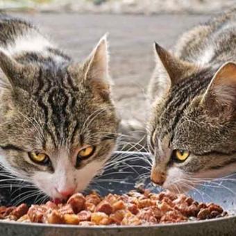 Según Profeco, estas son las 4 peores marcas de alimento para gatos