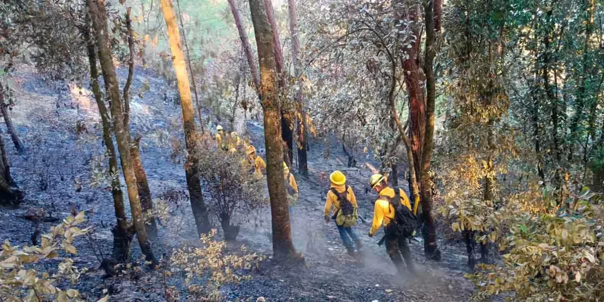 6 mil 800 hectáreas arboladas devastadas por 246 incendios en Puebla
