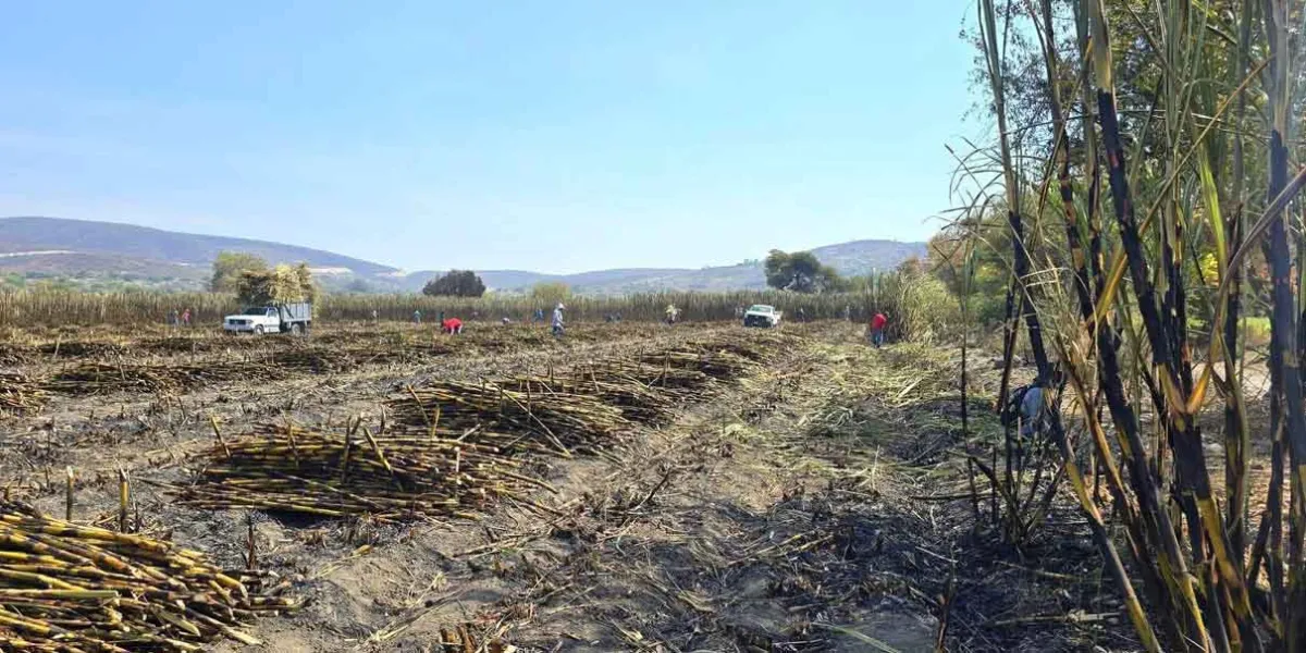 La zafra 2024–2025 concluye con éxito en la Mixteca poblana