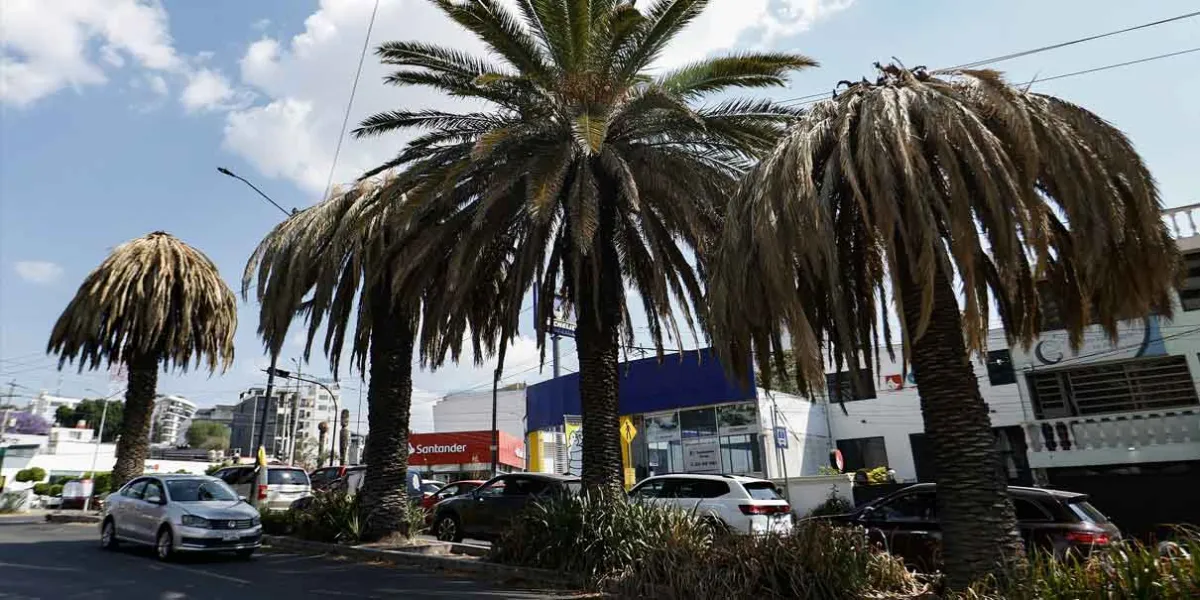 Por temporadas de lluvias serán revisadas las palmeras de la capital