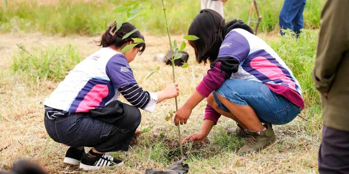 Continúa reforestación en San Andrés Cholula con más de 1,800 árboles sembrados