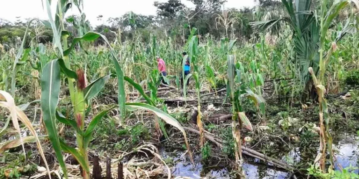 Cosechas de hortalizas, maíz y frijol dañadas por lluvias en 59 municipios