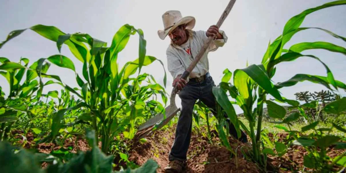 Este mes productores de la capital recibirán apoyos agrícolas