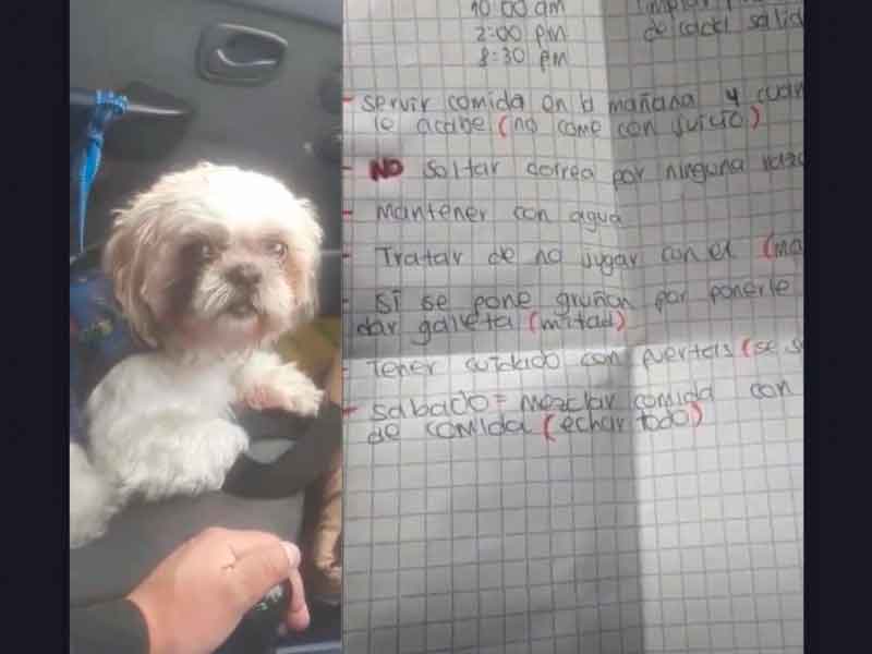 Perro viejito abandonado