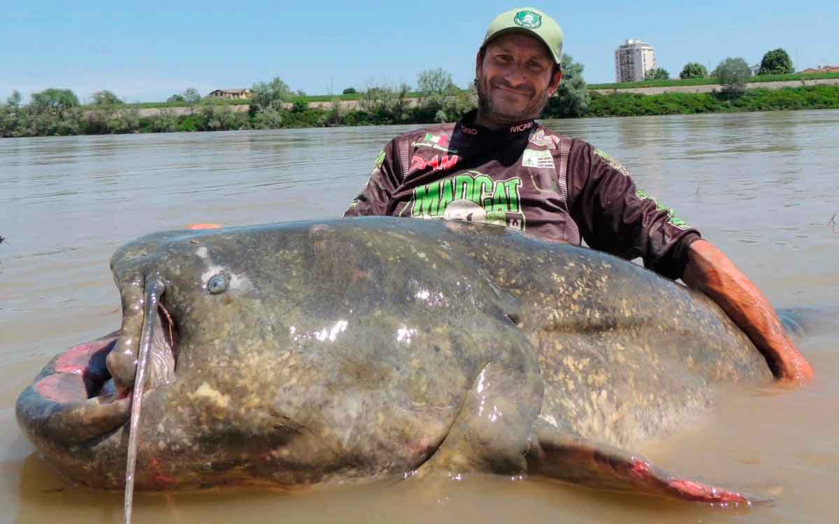 bagre gigante