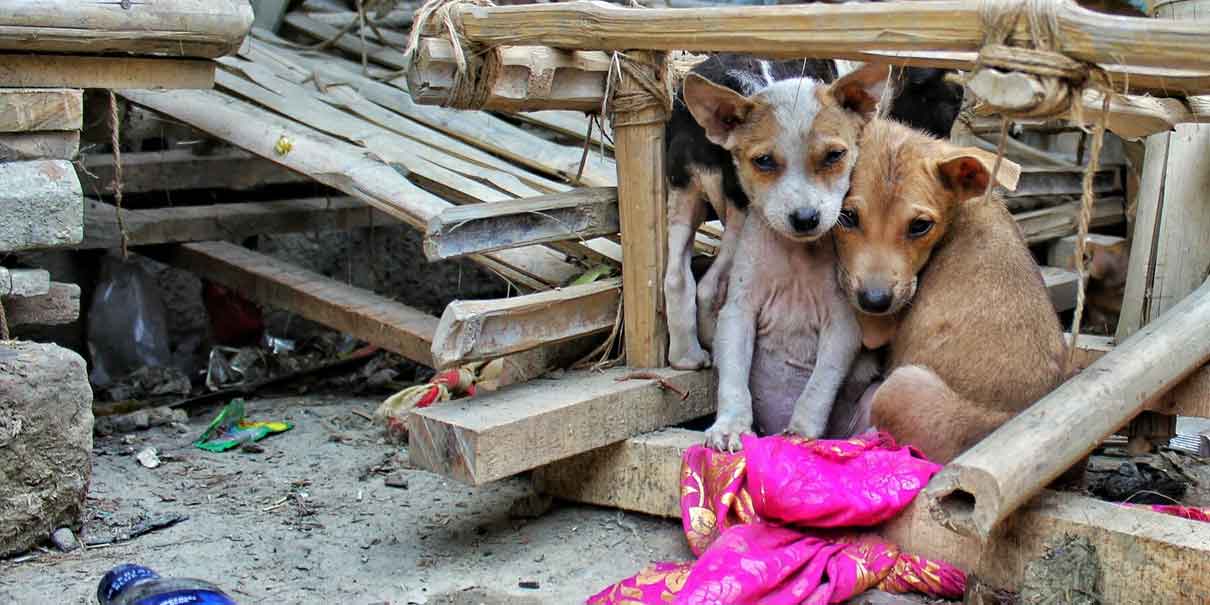 El PT propone prisión a quien abandone a su mascota