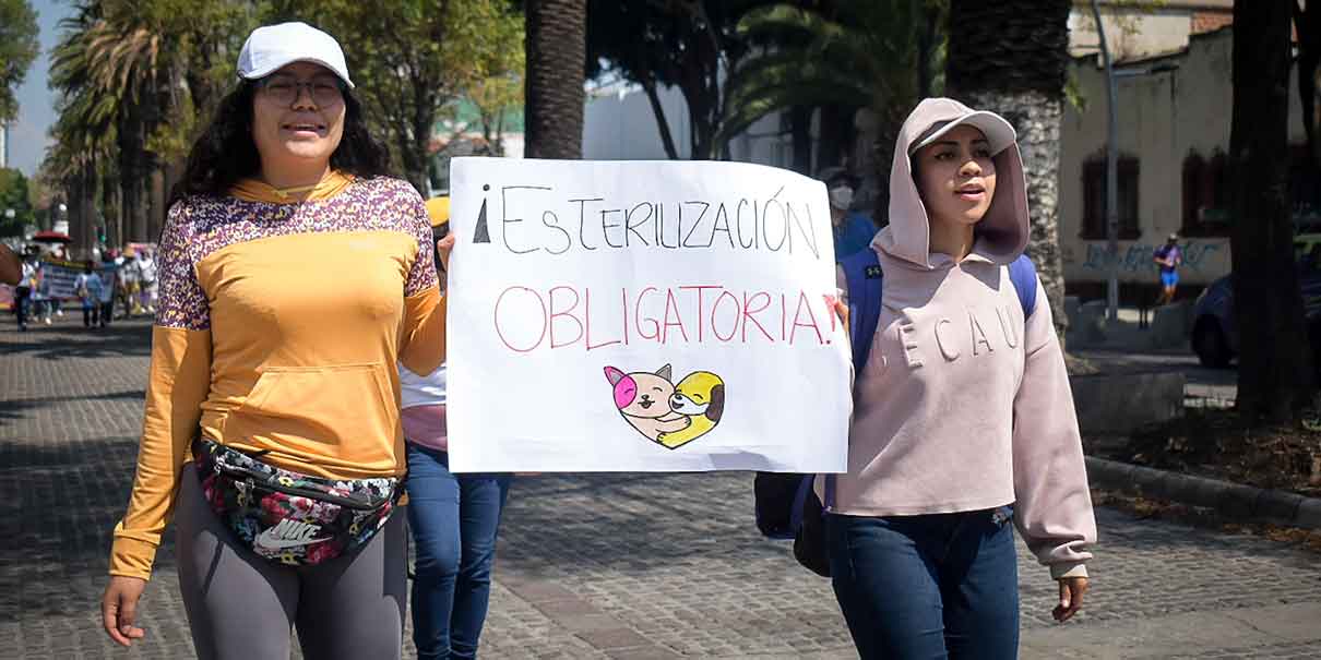 Activistas piden que sea por ley esterilizar a los perros y gatos de Puebla