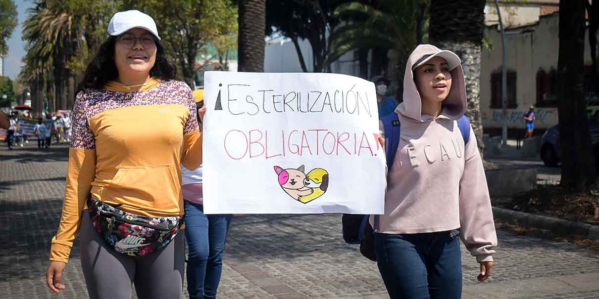 Activistas piden que sea por ley esterilizar a los perros y gatos de Puebla