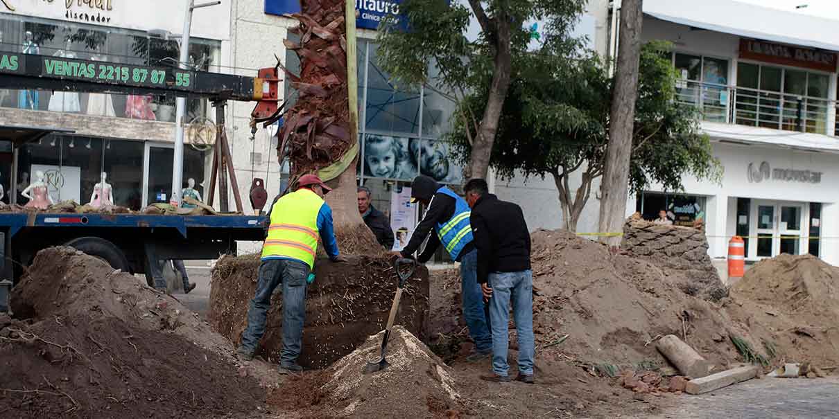 Arrancó reforestación en Puebla capital; sembrarán 10 mil nuevos árboles