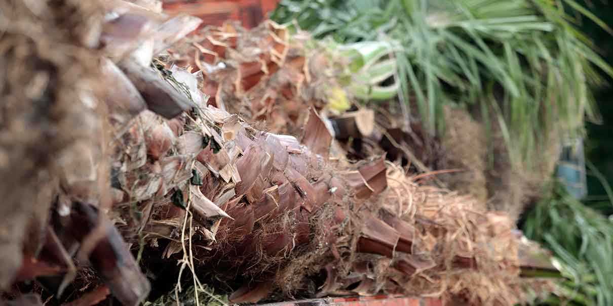 Arrancó reforestación en Puebla capital; sembrarán 10 mil nuevos árboles