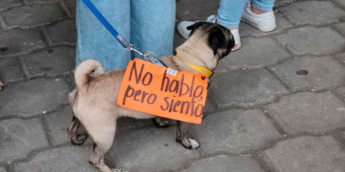 Desquiciada alumna de Huauchinango sacrificó a un perrito; habitantes piden su detención