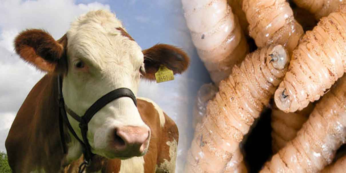 Cierre fronterizo: EU prohíbe importación de ganado por plaga del gusano barrenador