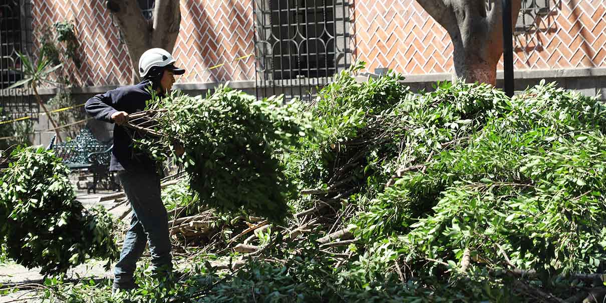Empresa que hizo la poda excesiva de árboles en la Plaza de la Democracia será sancionada