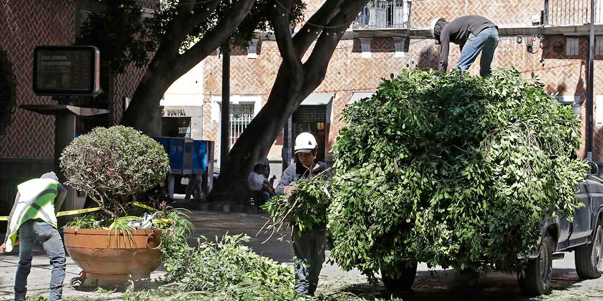 Empresa que hizo la poda excesiva de árboles en la Plaza de la Democracia será sancionada