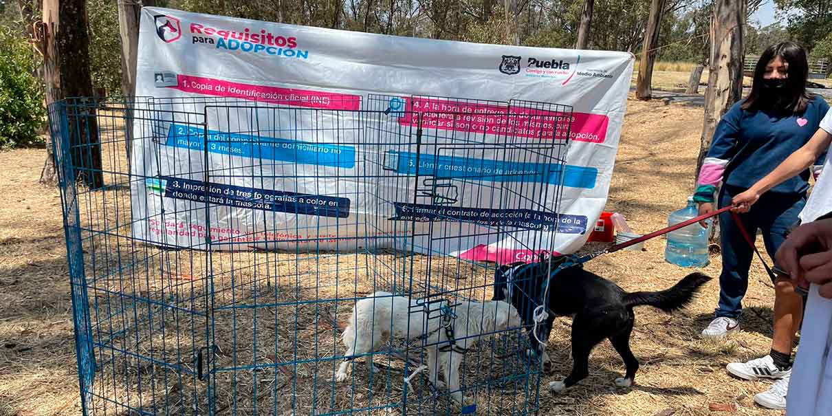 En la capital poblana puedes denunciar el maltrato animal