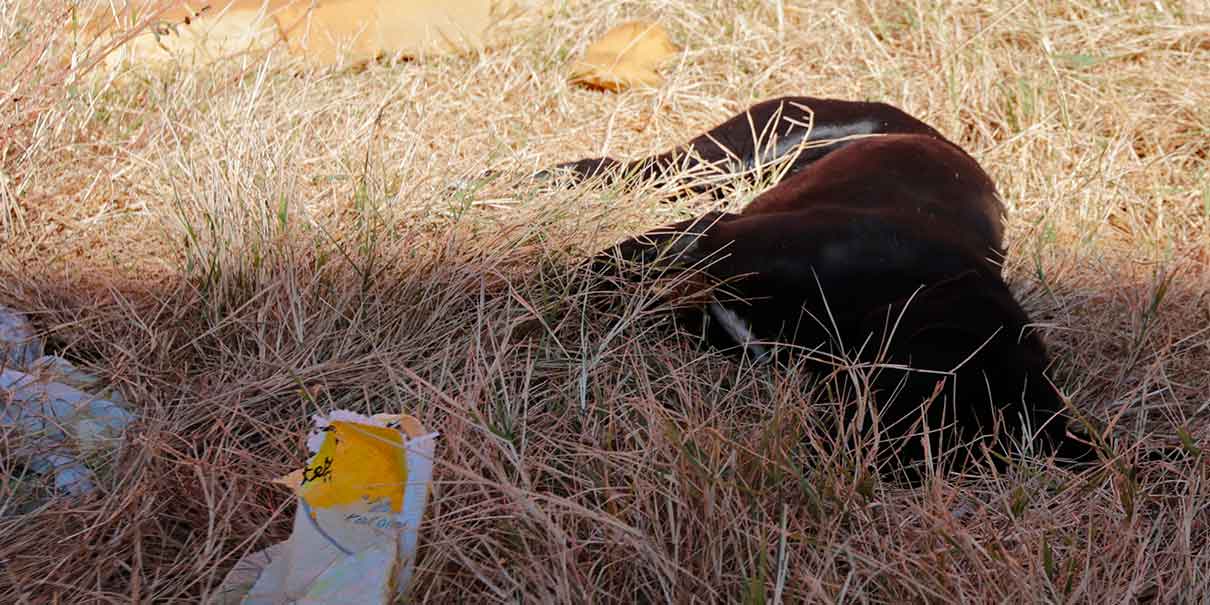 Envenenan a 17 perros en calles de Castillotla