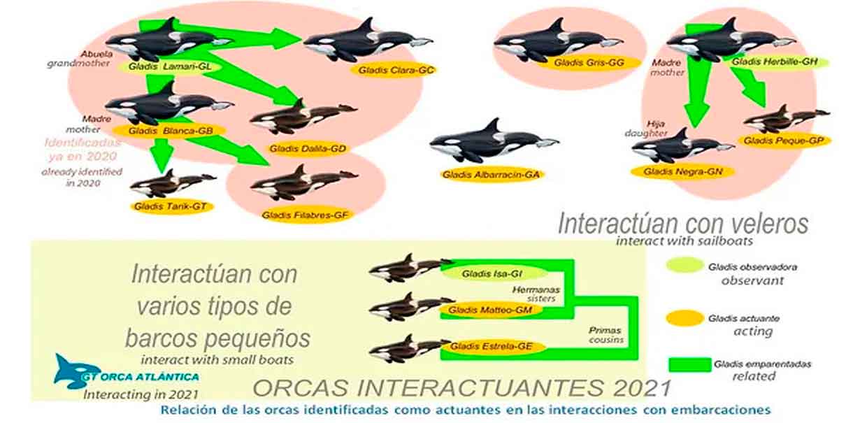 Gladis, la orca que enseña a otras a atacar barcos ¿por qué?