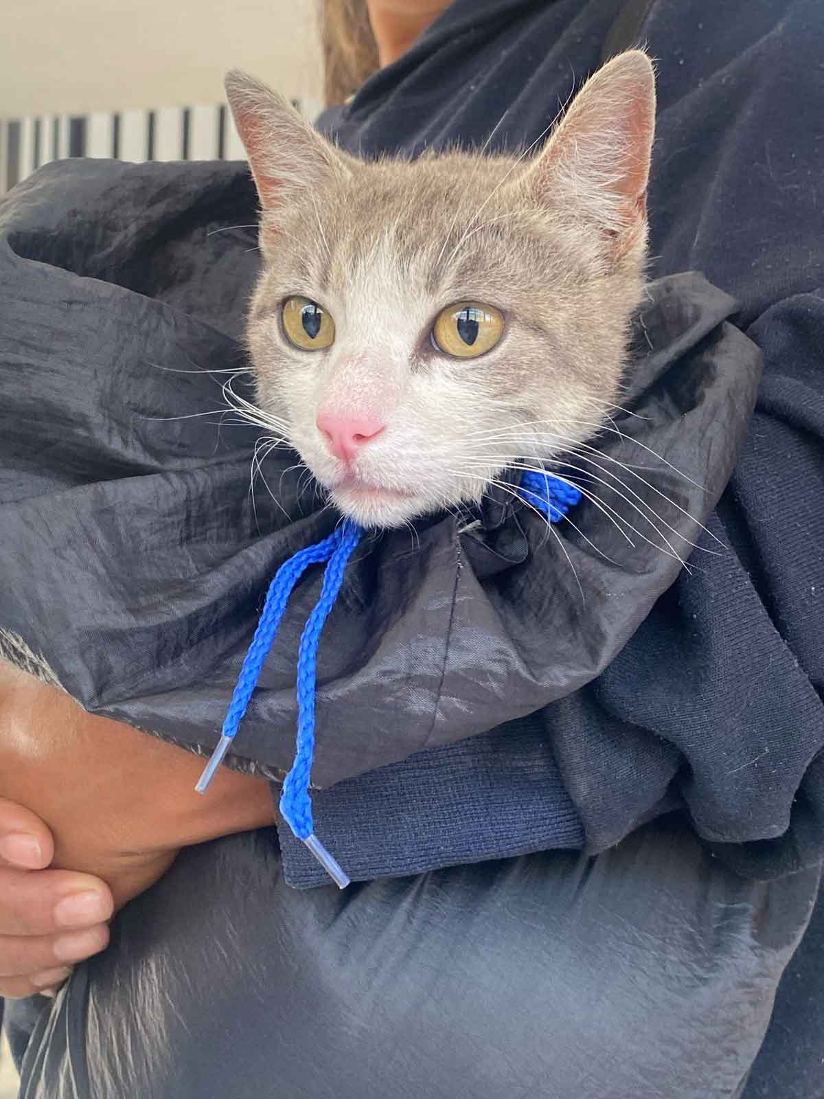 Gran Jornada de Bienestar Animal en San José Xilotzingo y Parque Centenario Laguna de Chapulco