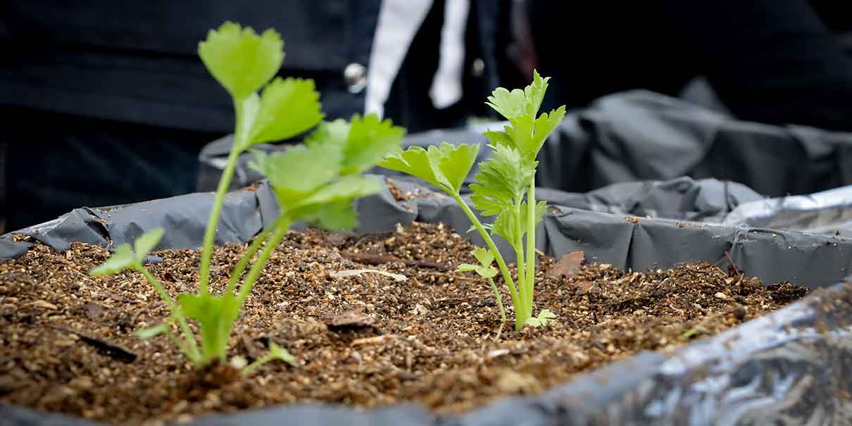 Impulsan Taller de Agricultura Urbana para obtener ingresos y generar el autoconsumo
