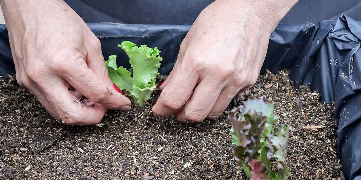 Impulsan Taller de Agricultura Urbana para obtener ingresos y generar el autoconsumo