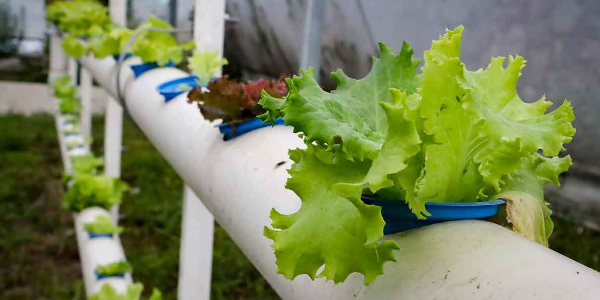 Impulsan Taller de Agricultura Urbana para obtener ingresos y generar el autoconsumo