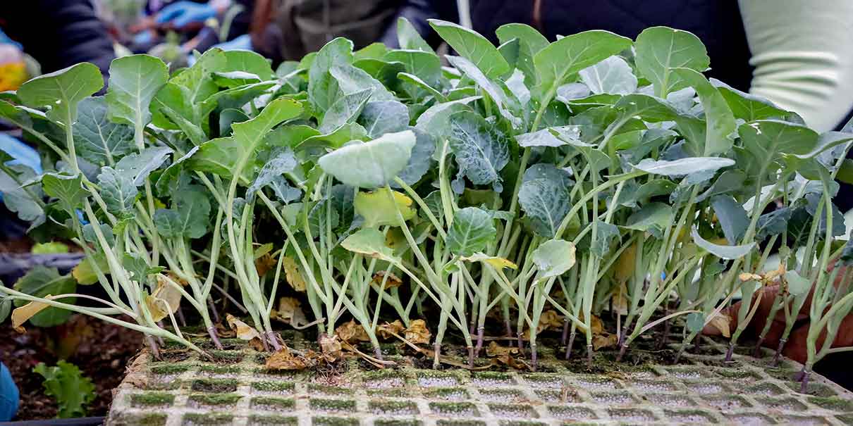 Impulsan Taller de Agricultura Urbana para obtener ingresos y generar el autoconsumo