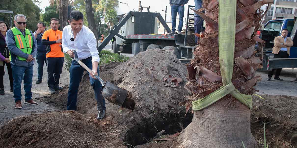 Arrancó reforestación en Puebla capital; sembrarán 10 mil nuevos árboles