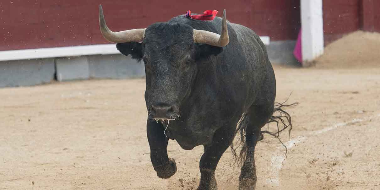Será “acalorado” el debate legislativo por fiesta taurina y peleas de gallos
