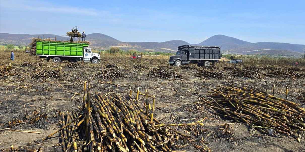 La zafra 2024–2025 concluye con éxito en la Mixteca poblana