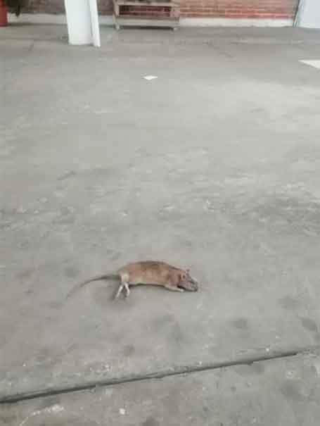 Reportan PLAGA DE RATAS en bodega del Gran Takazo en Puebla