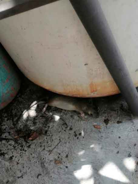 Reportan PLAGA DE RATAS en bodega del Gran Takazo en Puebla