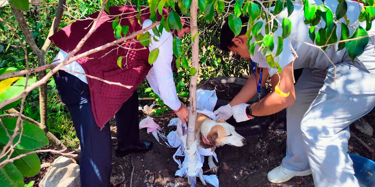 Rescatan en Agua Escondida a una perrita en condiciones de crueldad extrema