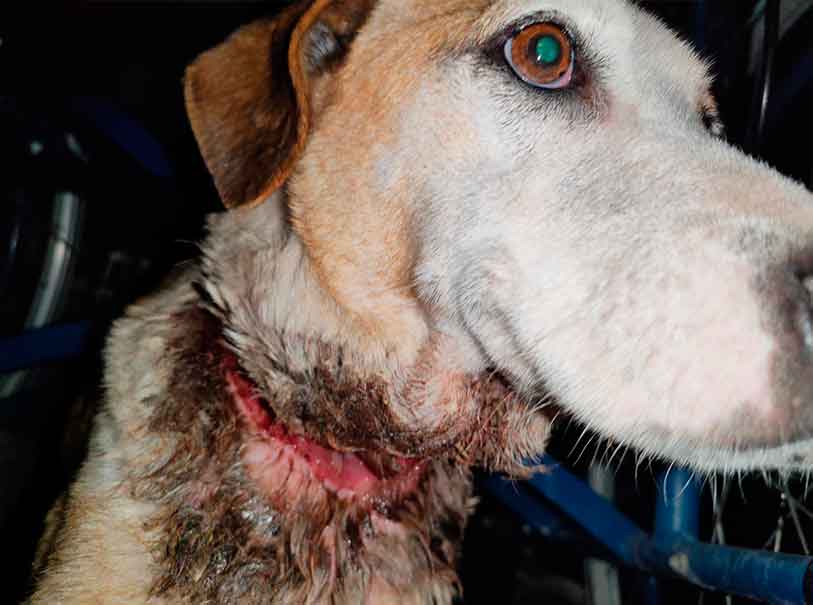 Rescatan en Agua Escondida a una perrita en condiciones de crueldad extrema