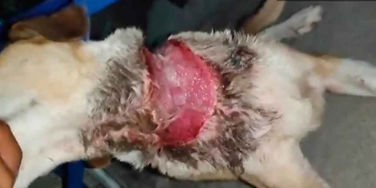 Rescatan en Agua Escondida a una perrita en condiciones de crueldad extrema