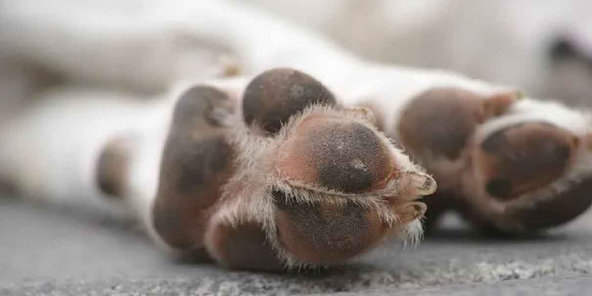 Mueren seis perritos en Tehuacán: acusan envenenamiento y exigen castigo