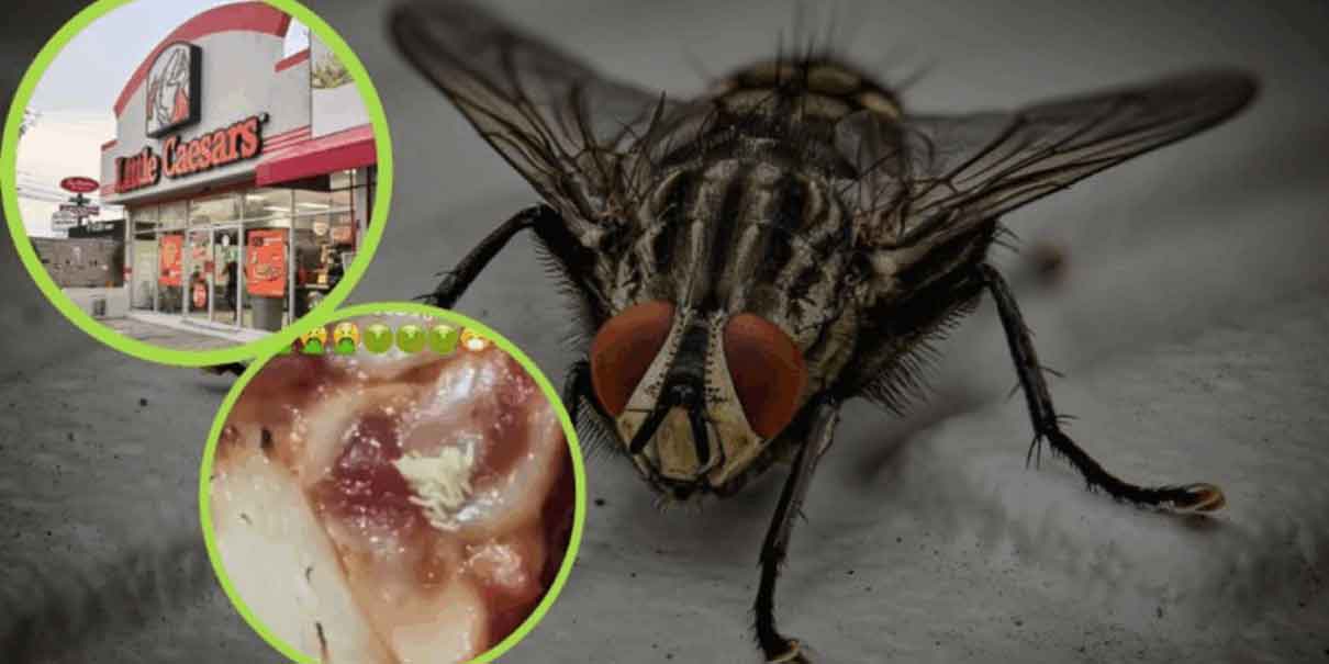 Pizza con ‘proteína extra’: denuncian huevos de mosca en sucursal de Little Caesars