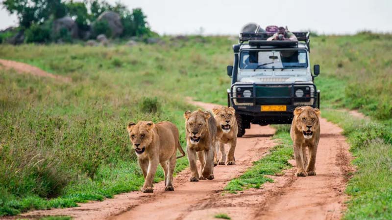 Descubre Africam Safari en Puebla: un viaje único entre animales y naturaleza