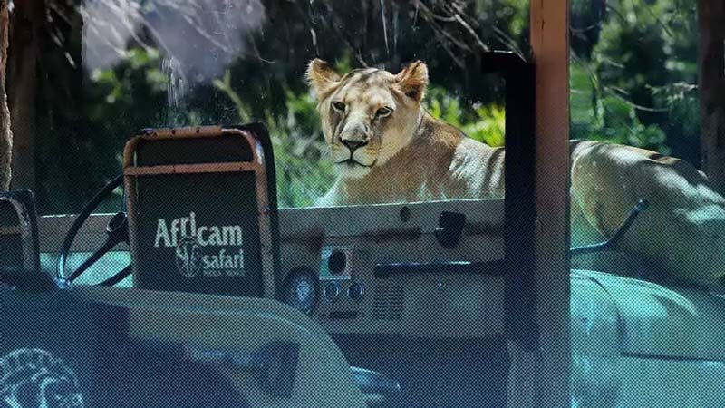 Descubre Africam Safari en Puebla: un viaje único entre animales y naturaleza