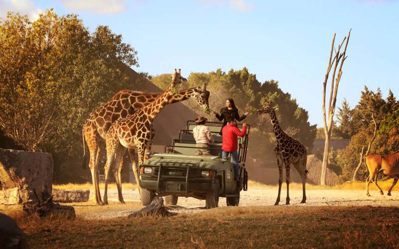Descubre Africam Safari en Puebla: un viaje único entre animales y naturaleza