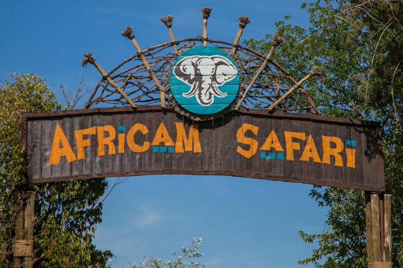 Descubre Africam Safari en Puebla: un viaje único entre animales y naturaleza
