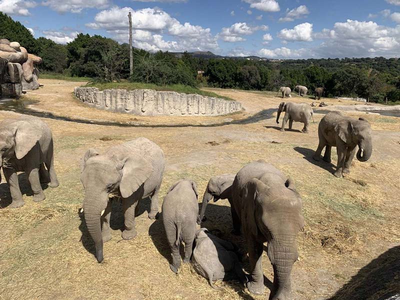 Descubre Africam Safari en Puebla: un viaje único entre animales y naturaleza